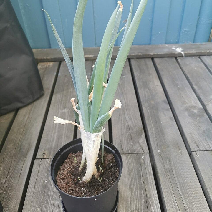 Allium ampeloprasum (Porrum Group) ~ Leeks-ServeScape