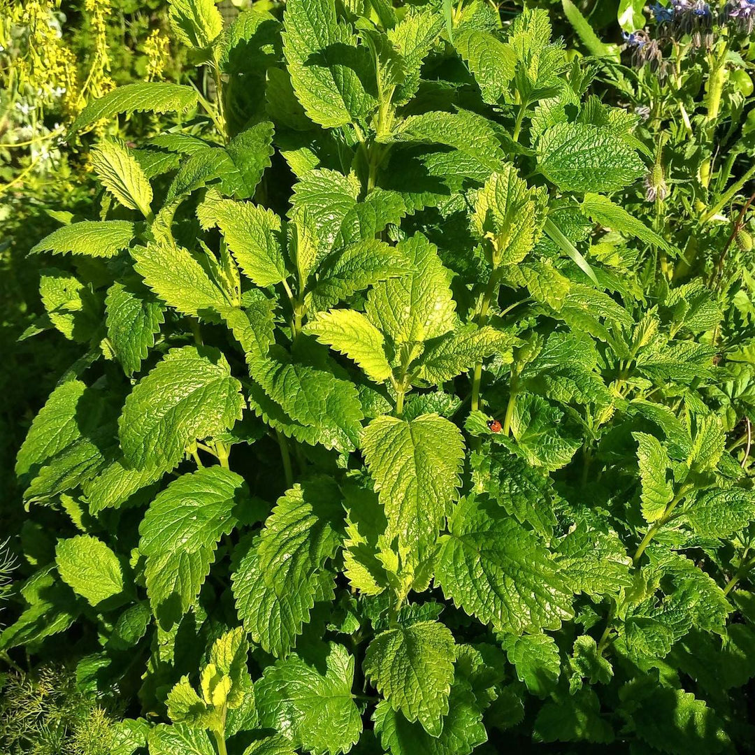 Melissa officinalis ~ Lemon Balm-ServeScape