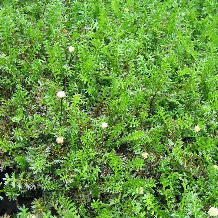 Leptinella squalida ~ Brass Buttons-ServeScape