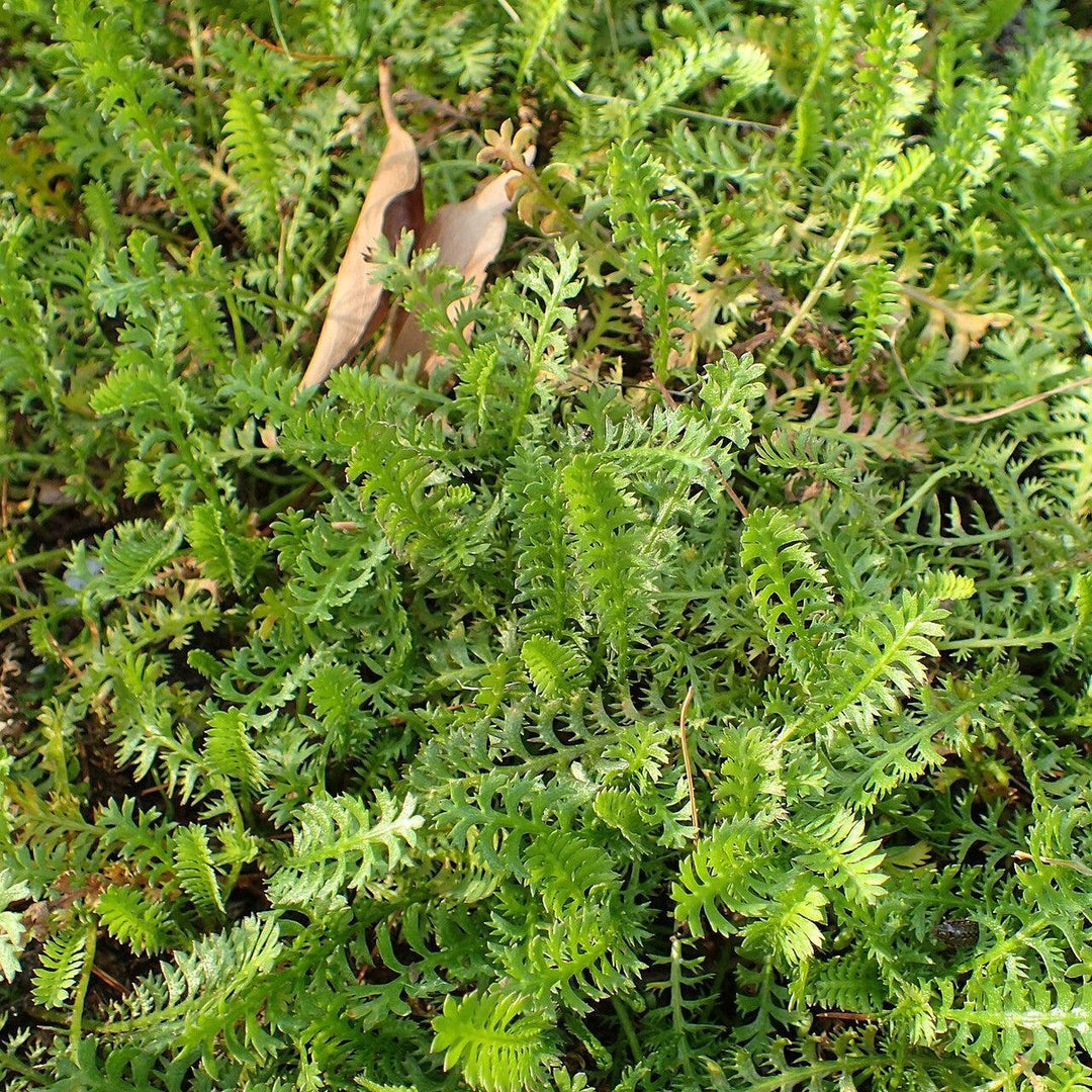 Leptinella squalida ~ Brass Buttons-ServeScape