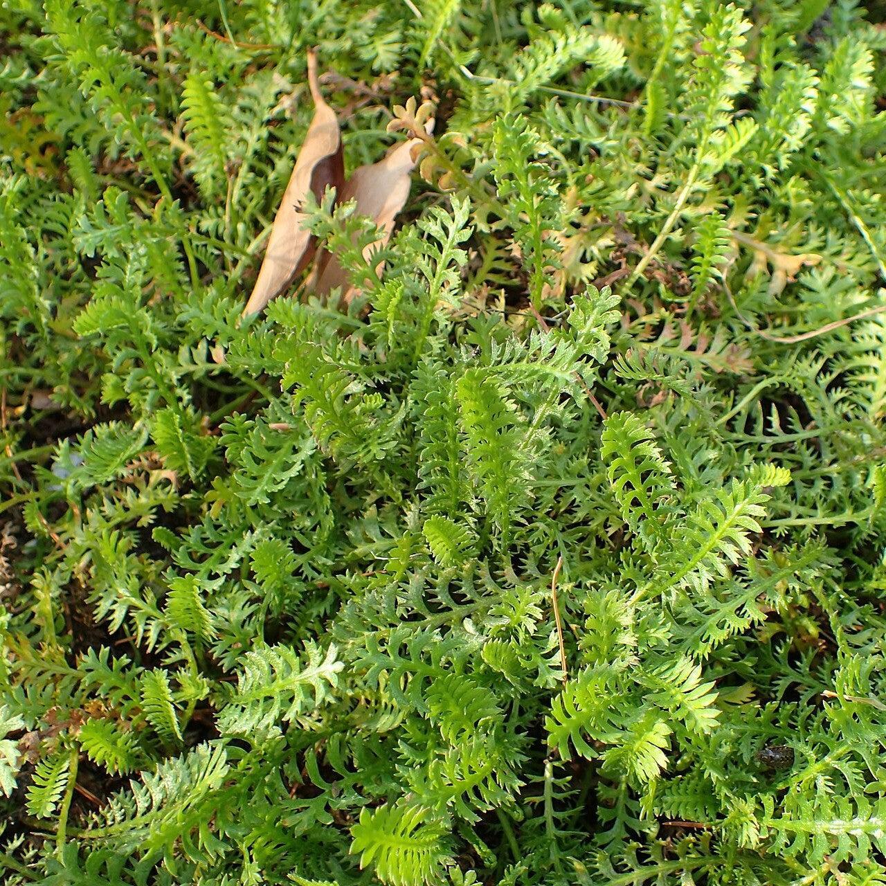 Leptinella squalida ~ Brass Buttons-ServeScape