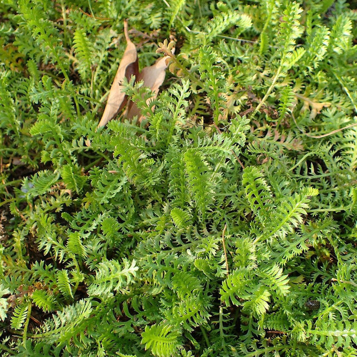 Leptinella squalida ~ Brass Buttons-ServeScape