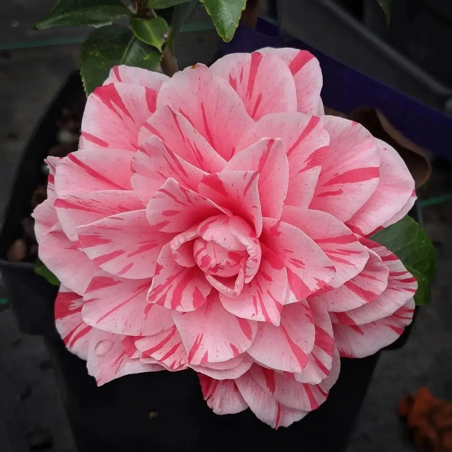 Camellia japonica ‘Les Marbury’~ Les Marbury Camellia-ServeScape