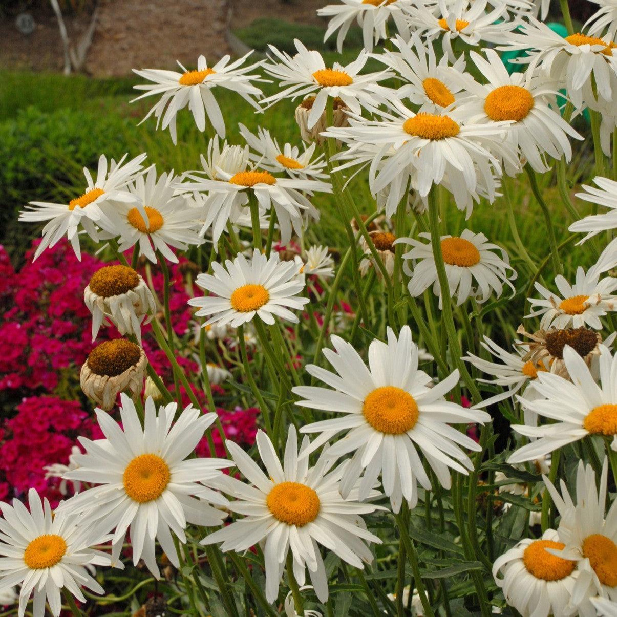 Leucanthemum x superbum 'Alaska' ~ Alaska Shasta Daisy-ServeScape