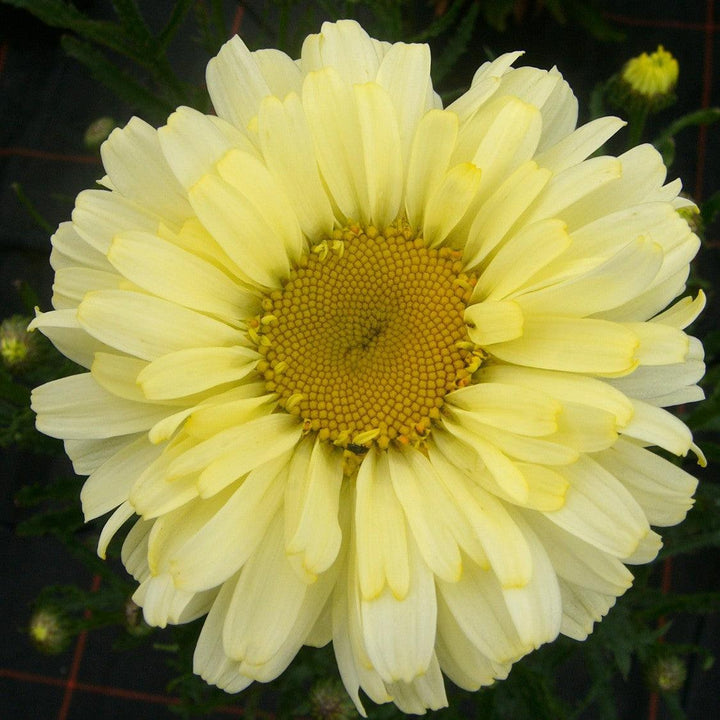 Leucanthemum superbum 'Real Dream' ~ REALFLOR® Real Dream Shasta Daisy-ServeScape