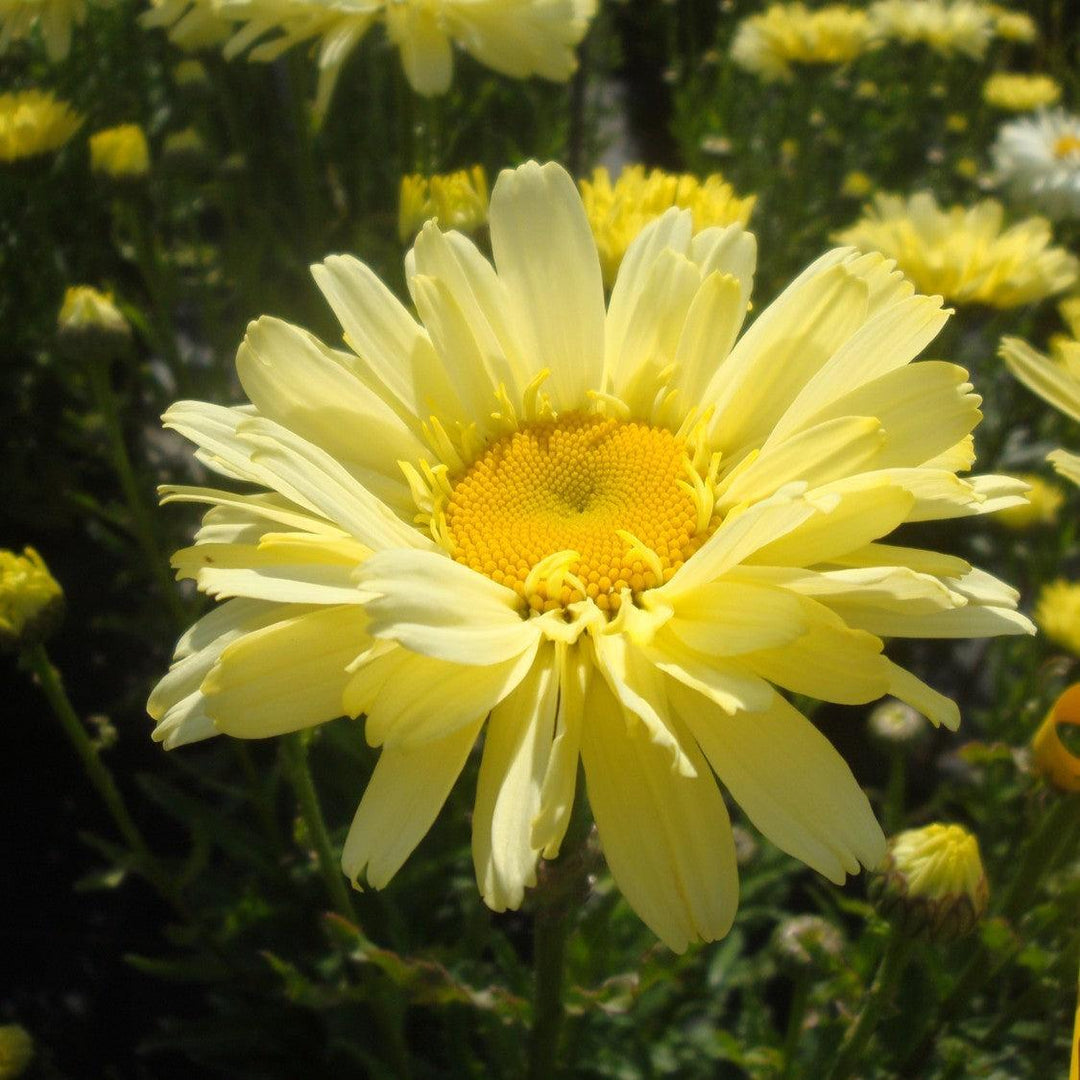 Leucanthemum superbum 'Real Dream' ~ REALFLOR® Real Dream Shasta Daisy-ServeScape