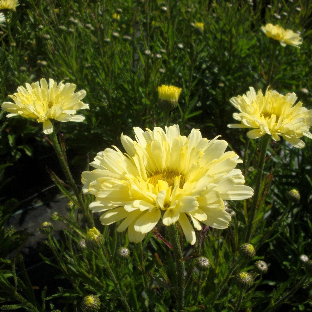 Leucanthemum superbum 'Real Dream' ~ REALFLOR® Real Dream Shasta Daisy-ServeScape