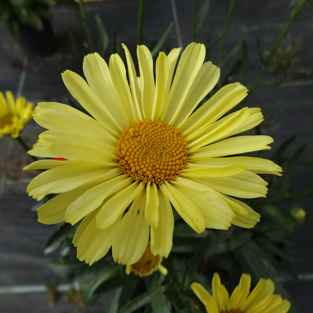 Leucanthemum superbum 'Real Sunbeam' ~ REALFLOR® Real Sunbeam Shasta Daisy-ServeScape