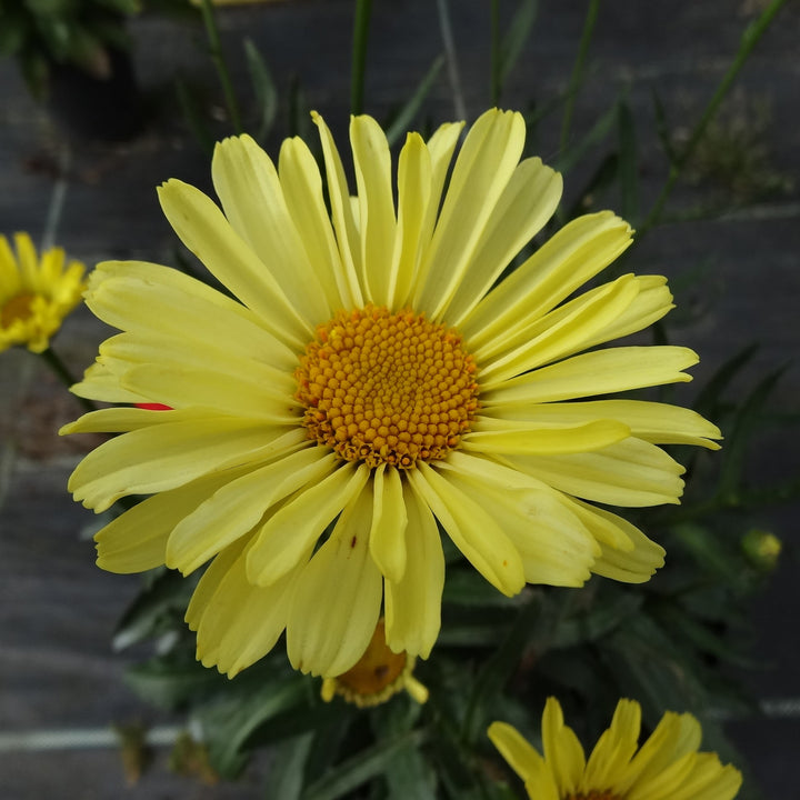 Leucanthemum superbum 'Real Sunbeam' ~ REALFLOR® Real Sunbeam Shasta Daisy-ServeScape