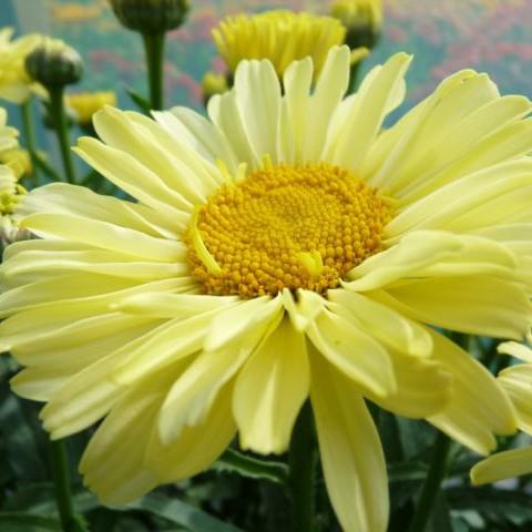 Leucanthemum superbum 'Real Sunbeam' ~ REALFLOR® Real Sunbeam Shasta Daisy-ServeScape