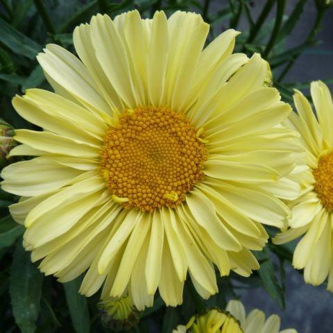 Leucanthemum superbum 'Real Sunbeam' ~ REALFLOR® Real Sunbeam Shasta Daisy-ServeScape