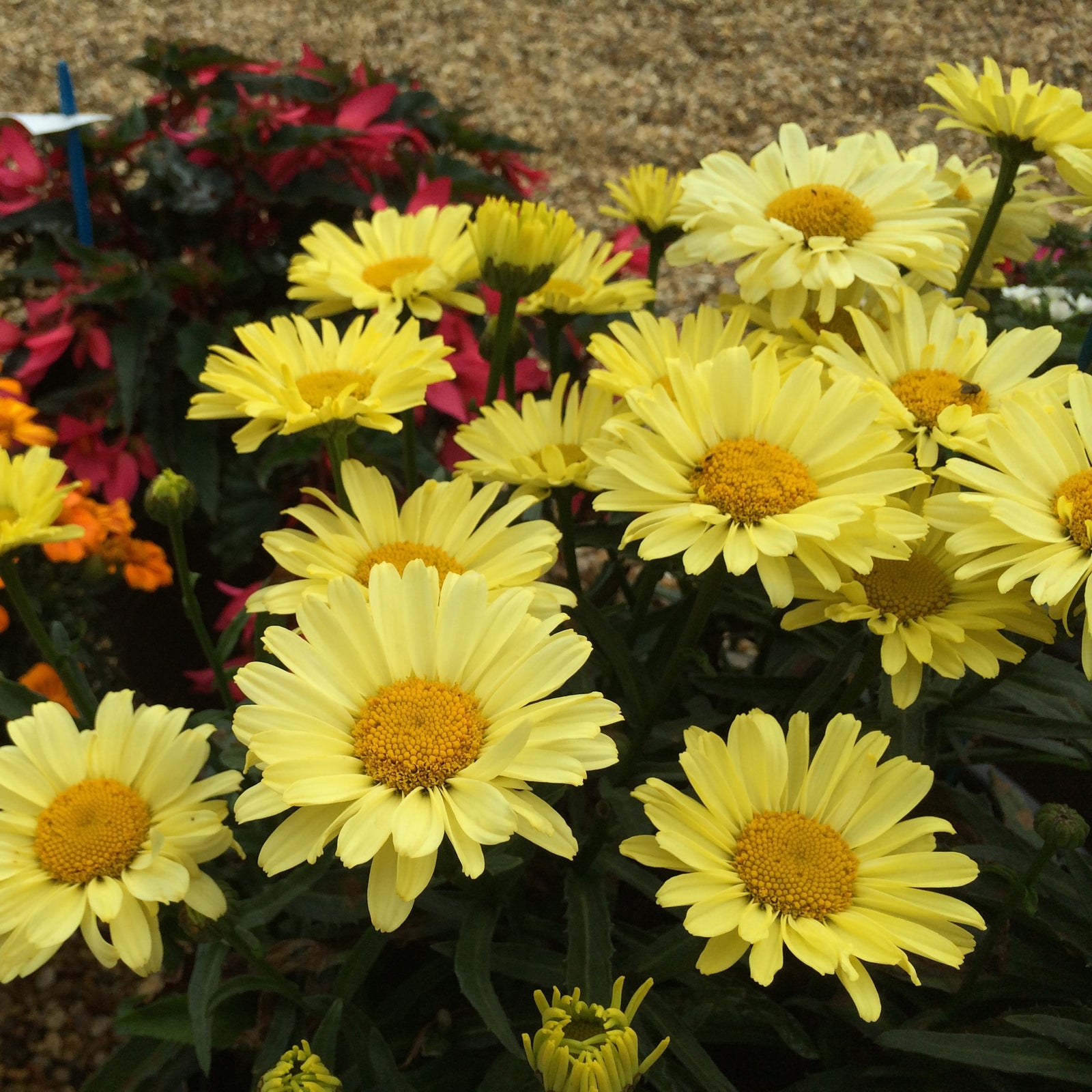 Leucanthemum superbum 'Real Sunbeam' ~ REALFLOR® Real Sunbeam Shasta Daisy-ServeScape