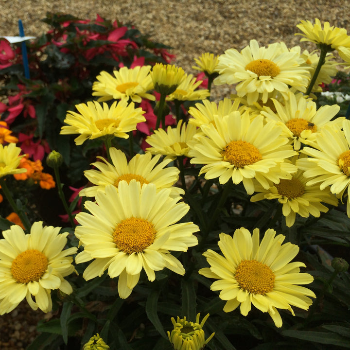 Leucanthemum superbum 'Real Sunbeam' ~ REALFLOR® Real Sunbeam Shasta Daisy-ServeScape