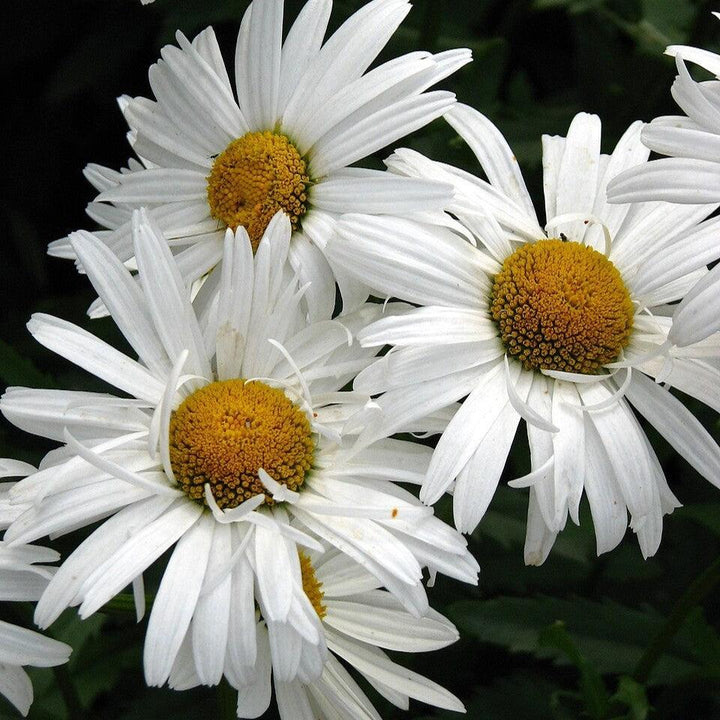 Leucanthemum x superbum 'Crazy Daisy' ~ Crazy Daisy Shasta Daisy-ServeScape