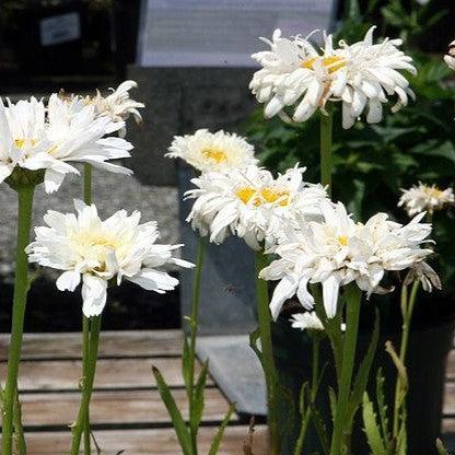 Leucanthemum x superbum 'Crazy Daisy' ~ Crazy Daisy Shasta Daisy-ServeScape