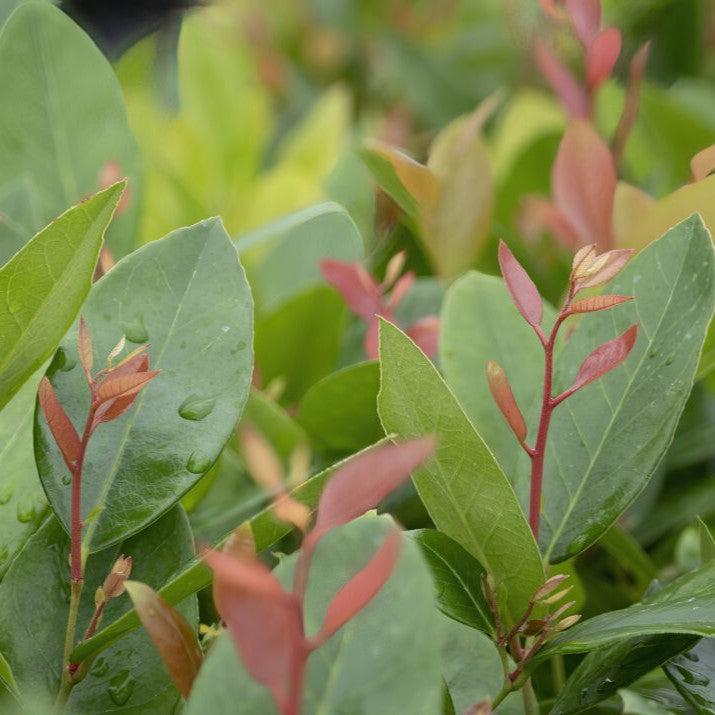 Leucothoe auxillaris 'Bailcothoe' ~ Lucky Leu® Leucothoe-ServeScape