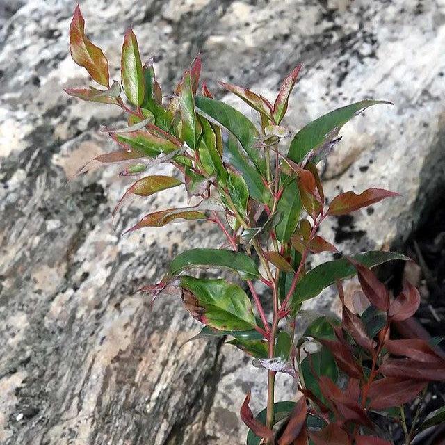 Leucothoe fontanesiana 'Nana' ~ Dwarf Leucothoe-ServeScape