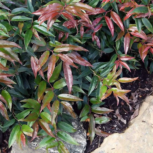 Leucothoe keiskei 'Royal Ruby' ~ Royal Ruby Leucothoe