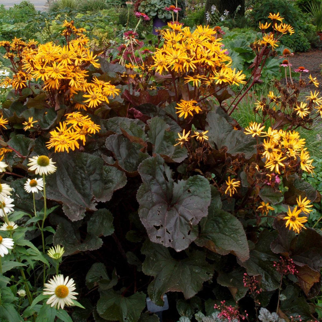 Ligularia dentata 'Britt-Marie Crawford' ~ Britt-Marie Crawford Leopard Plant-ServeScape