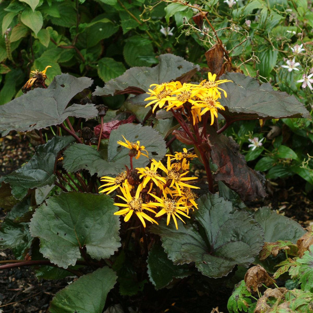 Ligularia dentata 'Britt-Marie Crawford' ~ Britt-Marie Crawford Leopard Plant-ServeScape