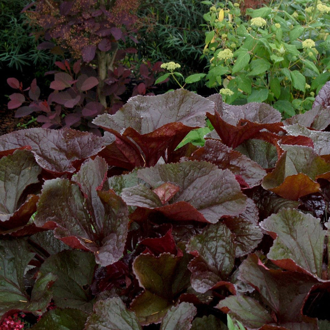 Ligularia dentata 'Britt-Marie Crawford' ~ Britt-Marie Crawford Leopard Plant-ServeScape