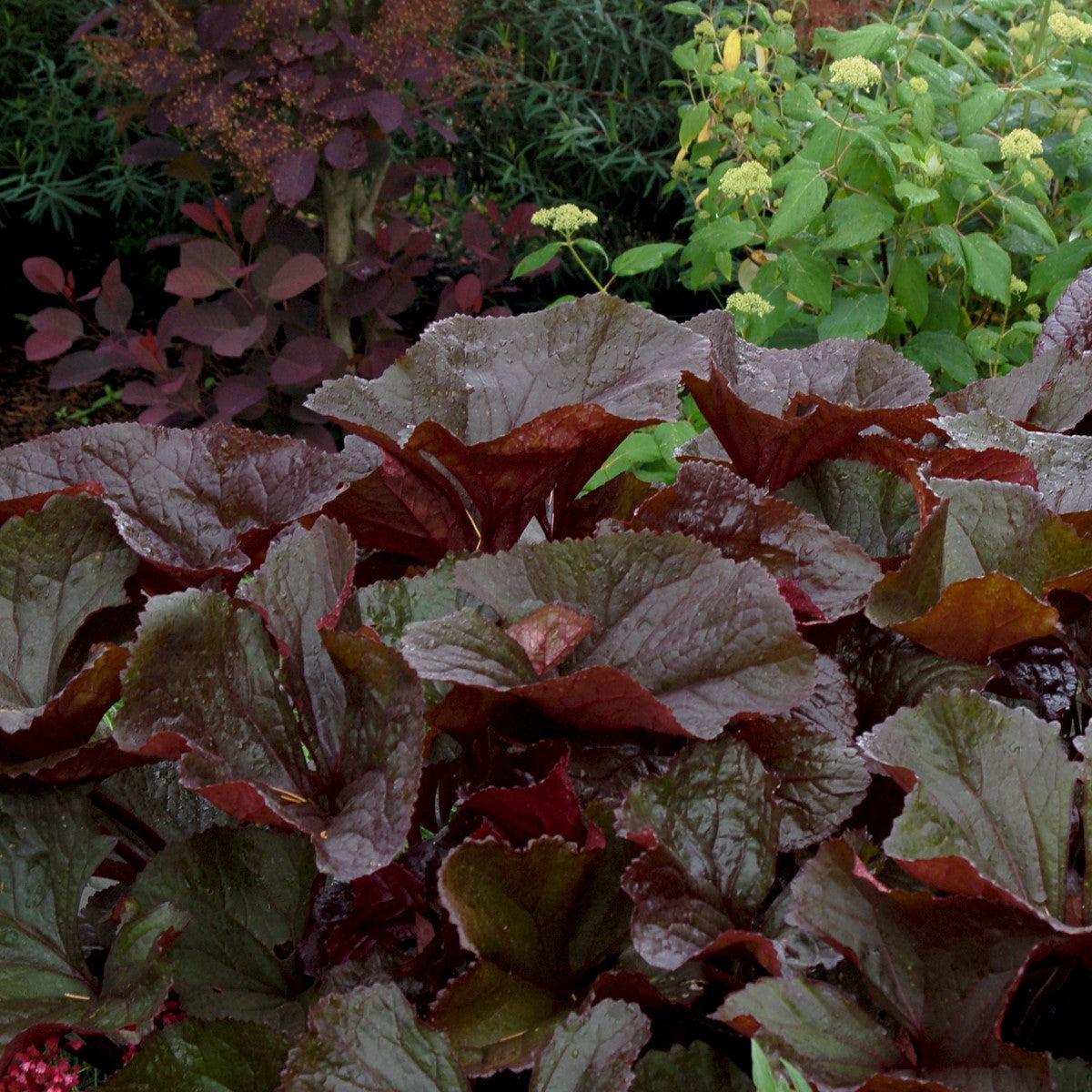 Ligularia dentata 'Britt-Marie Crawford' ~ Britt-Marie Crawford Leopard Plant-ServeScape