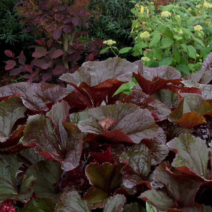 Ligularia dentata 'Britt-Marie Crawford' ~ Britt-Marie Crawford Leopard Plant-ServeScape
