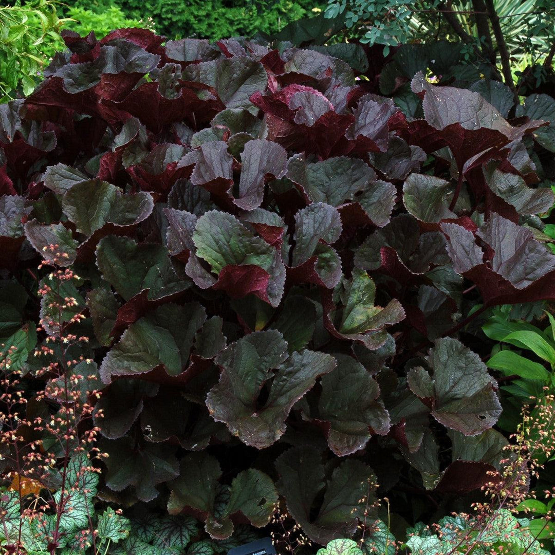 Ligularia dentata 'Britt-Marie Crawford' ~ Britt-Marie Crawford Leopard Plant-ServeScape