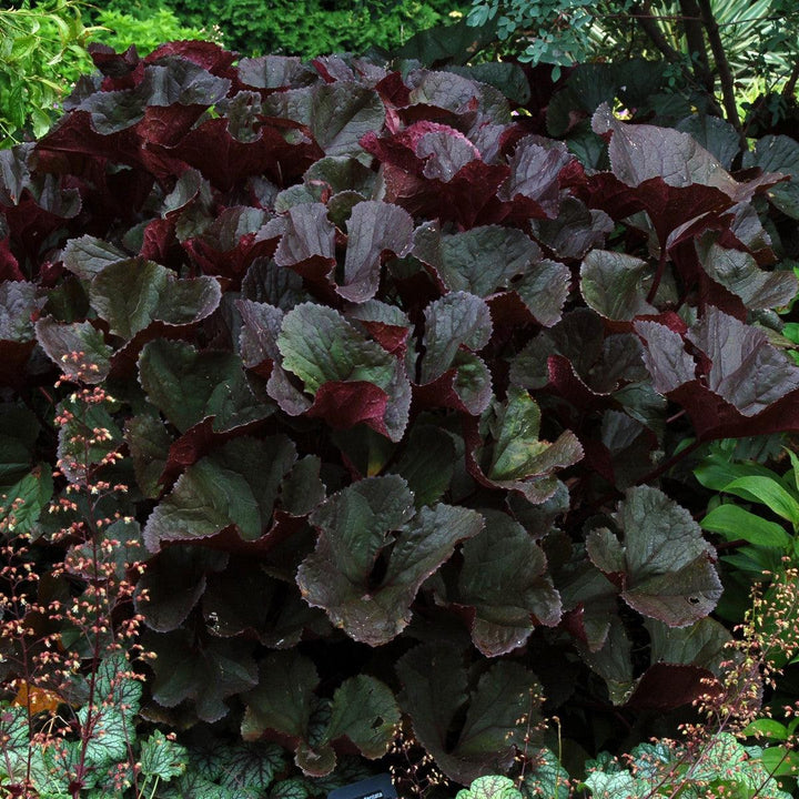 Ligularia dentata 'Britt-Marie Crawford' ~ Britt-Marie Crawford Leopard Plant-ServeScape