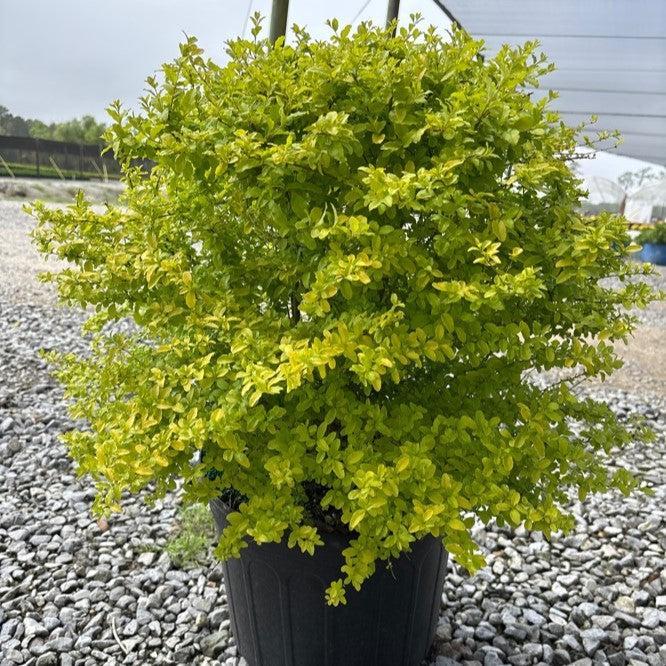 Ligustrum sinense 'Sunshine' ~ Sunshine Ligustrum-ServeScape