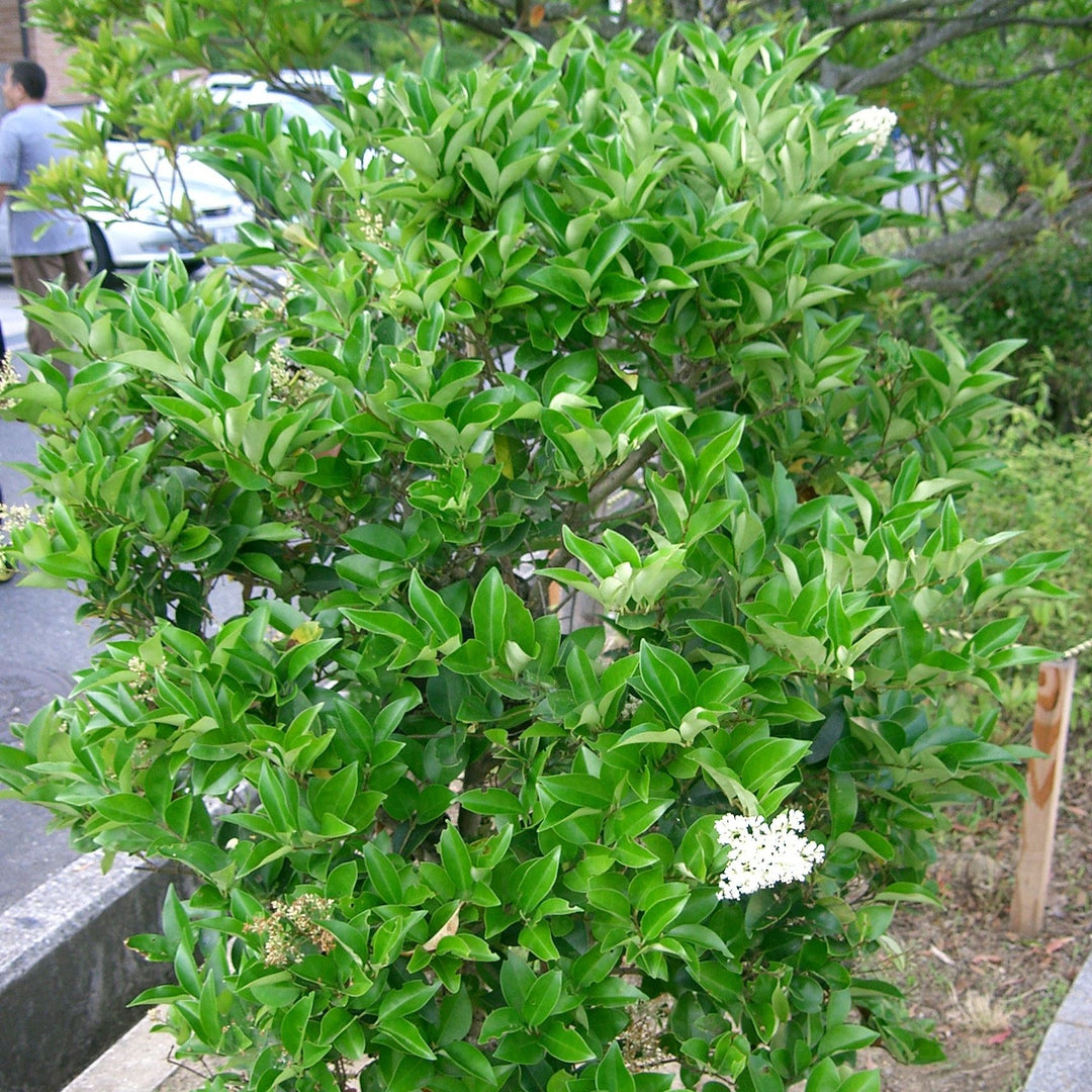 Ligustrum japonicum 'Davidson Hardy' ~ Davidson Hardy-ServeScape