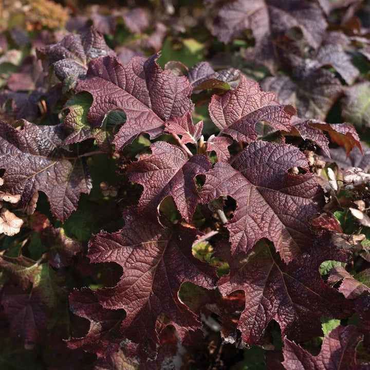 Hydrangea quercifolia 'Oakann1588' PP 36,030 ~ Li’l Annie Oakleaf® Hydrangea-ServeScape