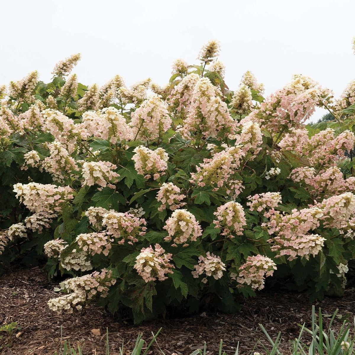 Hydrangea quercifolia 'Oakann1588' PP 36,030 ~ Li’l Annie Oakleaf® Hydrangea-ServeScape
