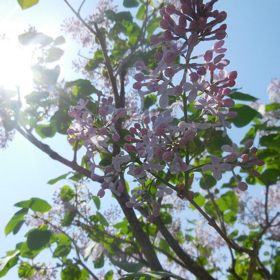 Syringa x chinensis 'Lilac Sunday' ~ Lilac Sunday Lilac-ServeScape