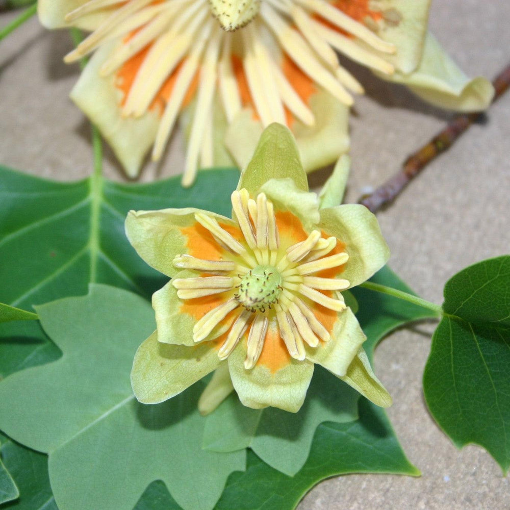 Liriodendron tulipifera ‘Little Volunteer’ ~ Little Volunteer Tulip Poplar-ServeScape