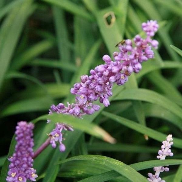 Liriope muscari 'Royal Purple' ~ Monrovia® Royal Purple Lilyturf-ServeScape