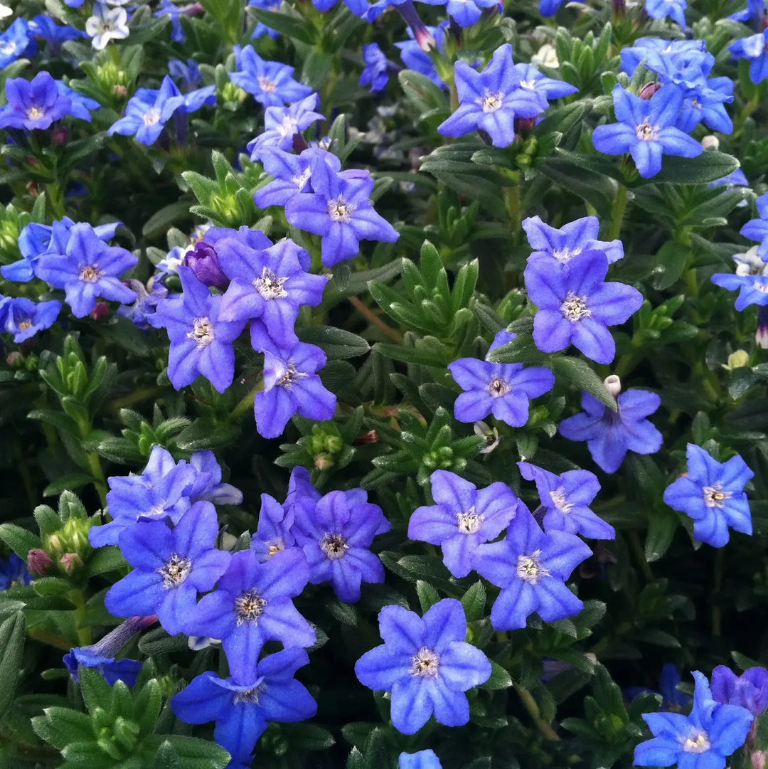 Lithodora diffusa 'Heavenly Blue' ~ Heavenly Blue Lithodora-ServeScape