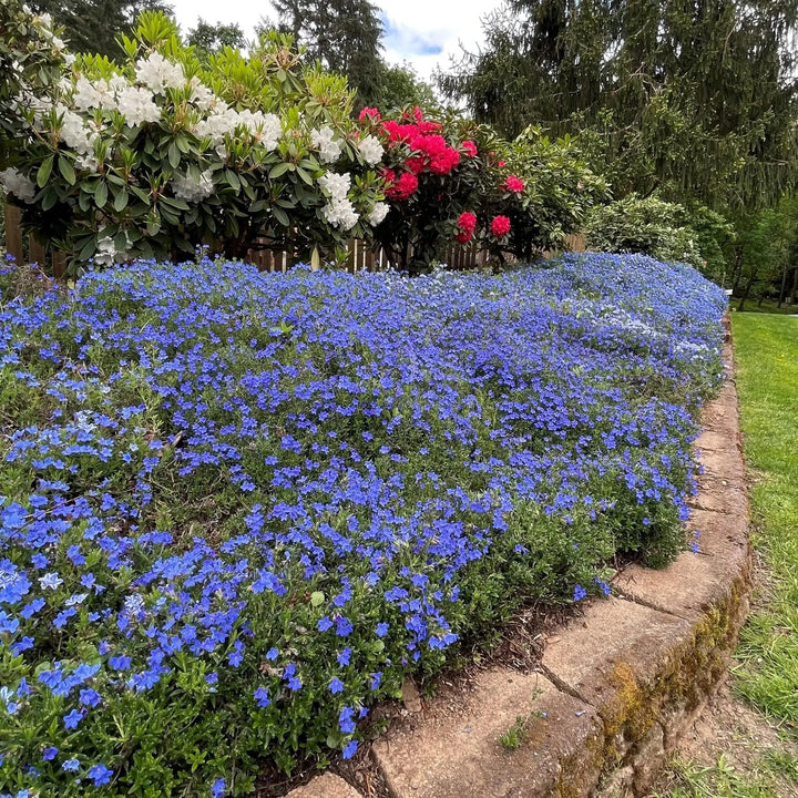 Lithodora diffusa 'Heavenly Blue' ~ Heavenly Blue Lithodora-ServeScape