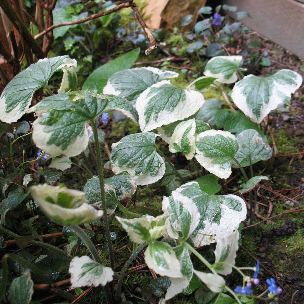 Hydrangea macrophylla 'Variegata' ~ Monrovia® Variegated Hydrangea-ServeScape