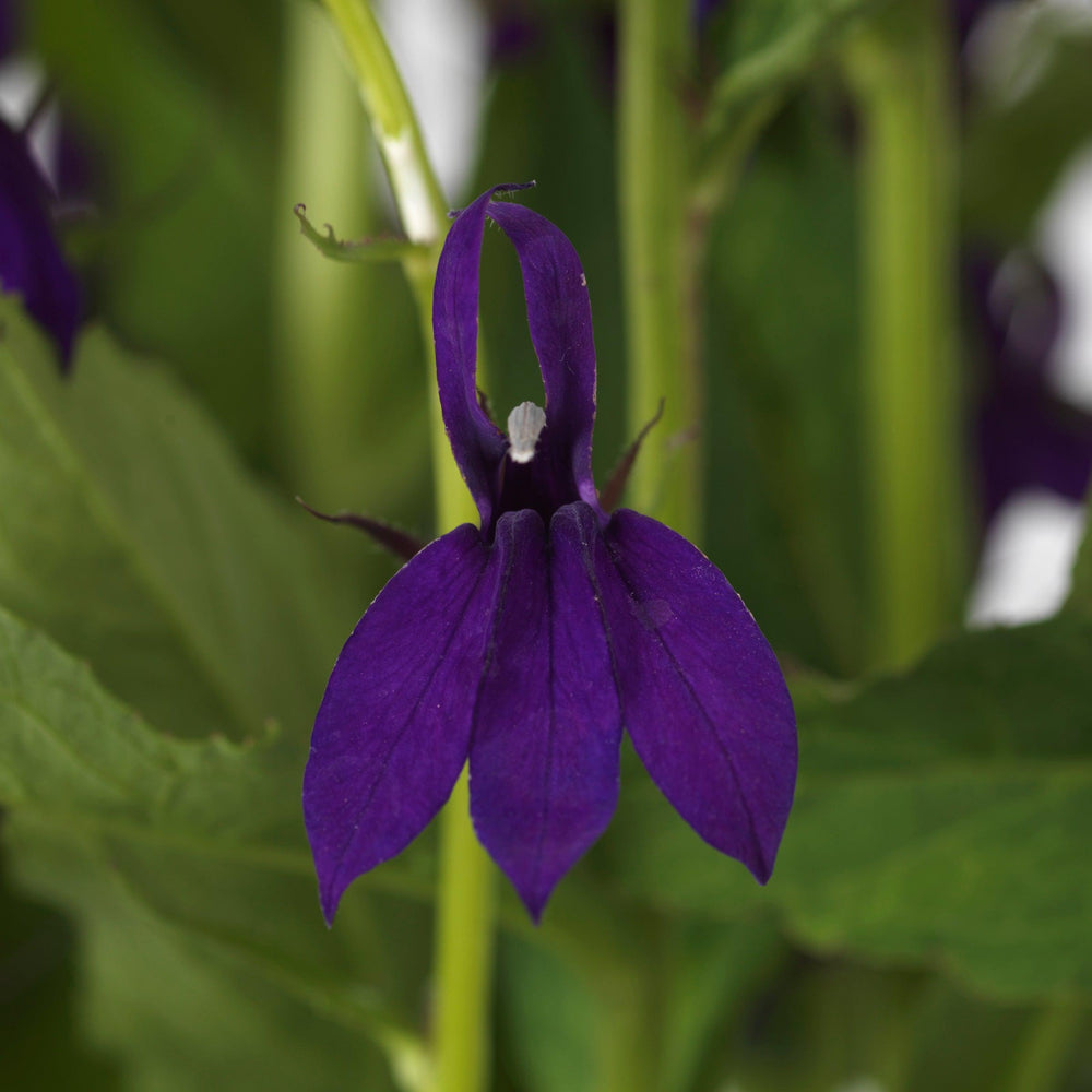 Lobelia x speciosa 'PAS1302712' ~ Starship™ Blue Cardinal Flower-ServeScape