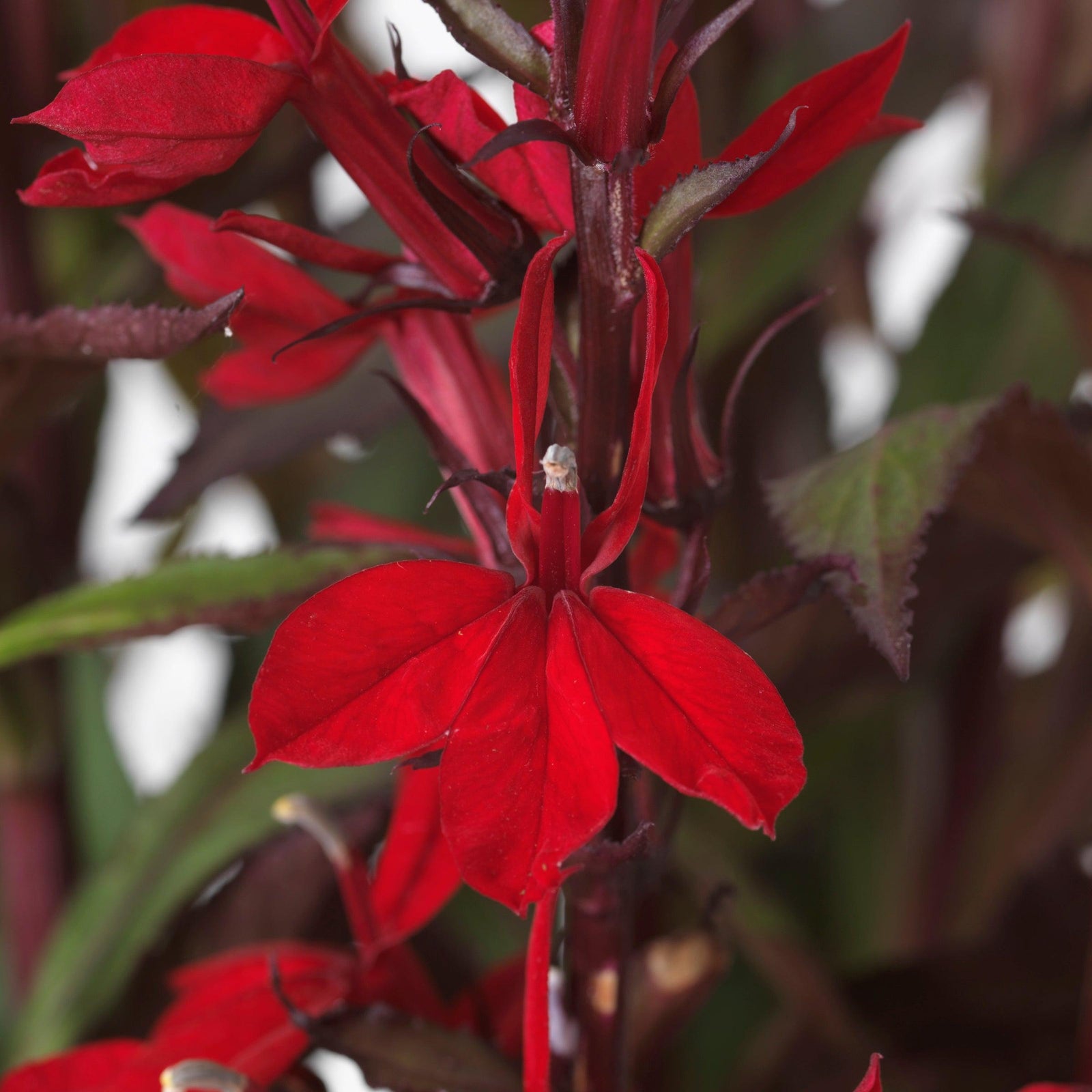 Lobelia x speciosa 'PAS1302716' ~ Starship™ Scarlet Bronze Leaf Cardinal Flower-ServeScape