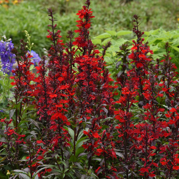 Lobelia x speciosa 'PAS1302716' ~ Starship™ Scarlet Bronze Leaf Cardinal Flower-ServeScape
