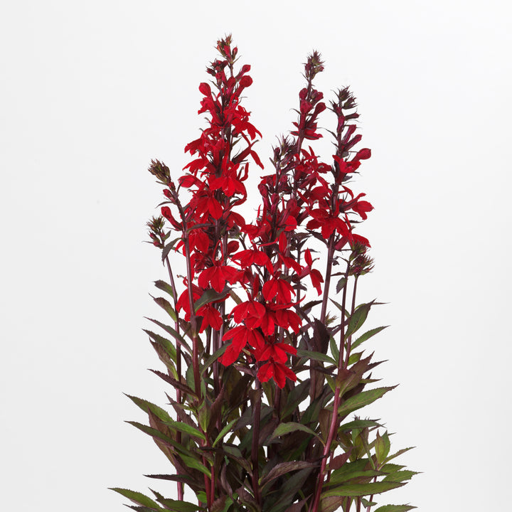 Lobelia x speciosa 'PAS1302716' ~ Starship™ Scarlet Bronze Leaf Cardinal Flower-ServeScape