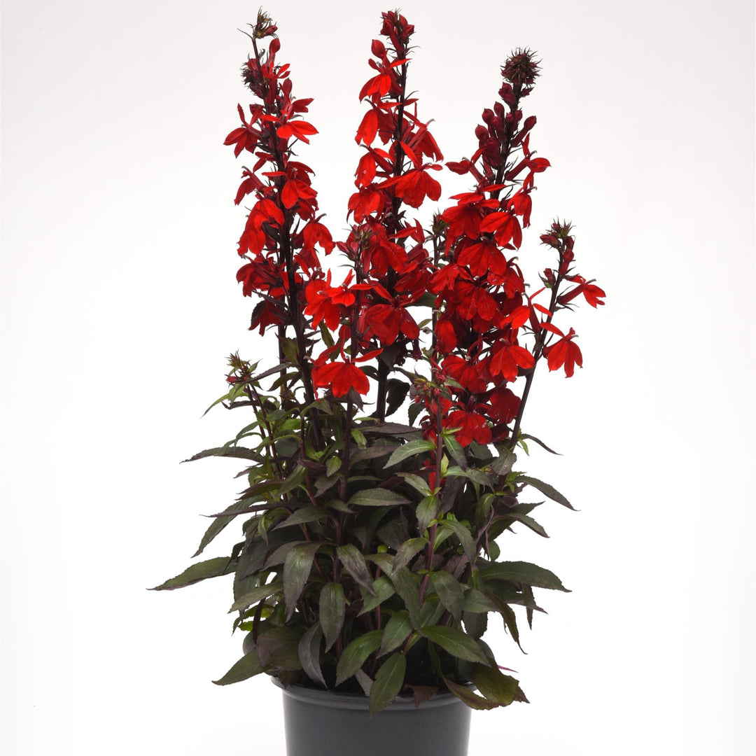 Lobelia x speciosa 'PAS1302716' ~ Starship™ Scarlet Bronze Leaf Cardinal Flower-ServeScape