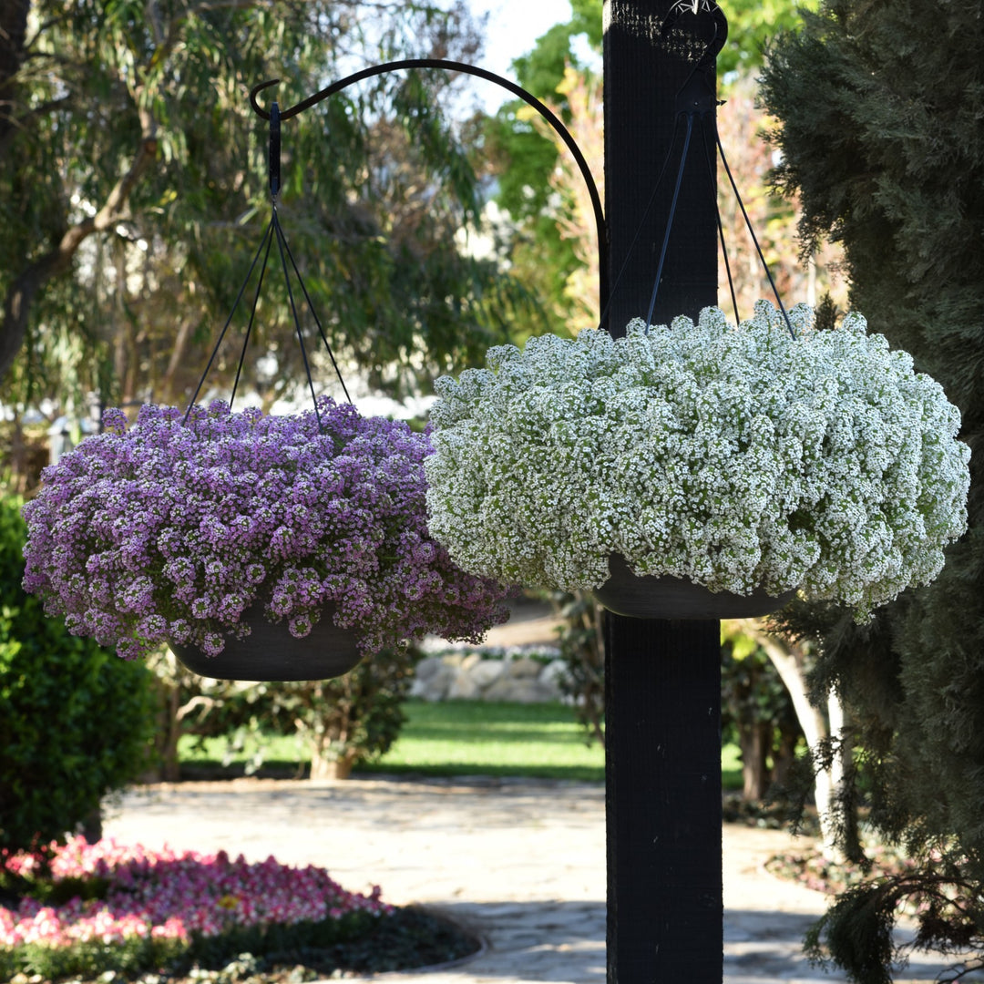 Lobularia maritimum 'Balbeezink' ~ Easy Breezy™ Pink Lobularia-ServeScape