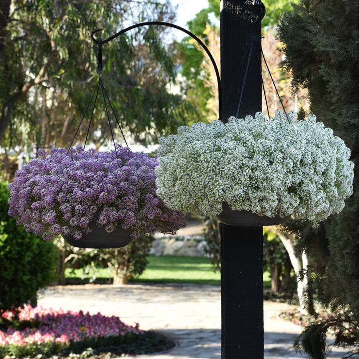 Lobularia maritimum 'Balbeezink' ~ Easy Breezy™ Pink Lobularia-ServeScape