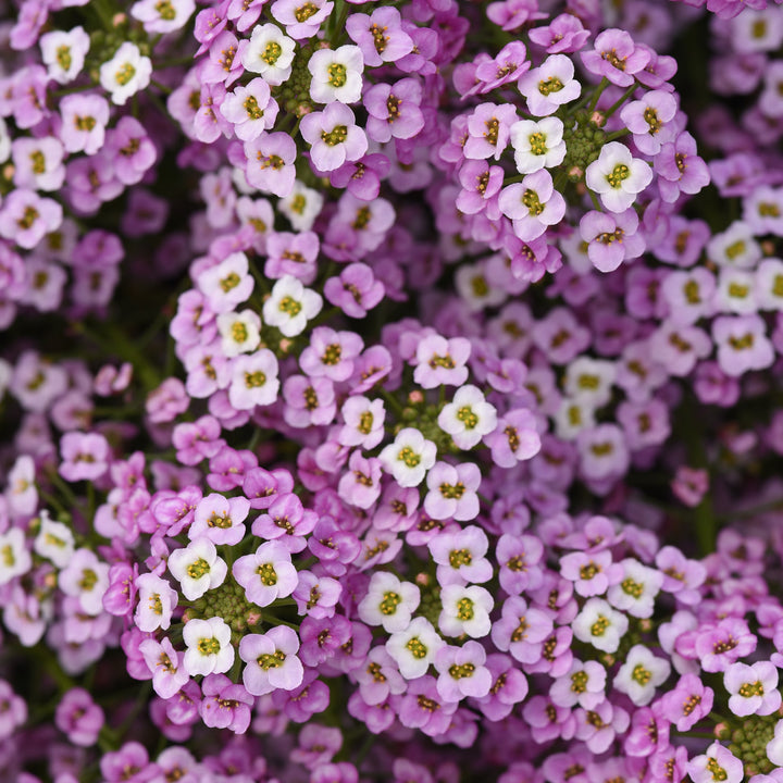 Lobularia maritimum 'Balbeezink' ~ Easy Breezy™ Pink Lobularia-ServeScape