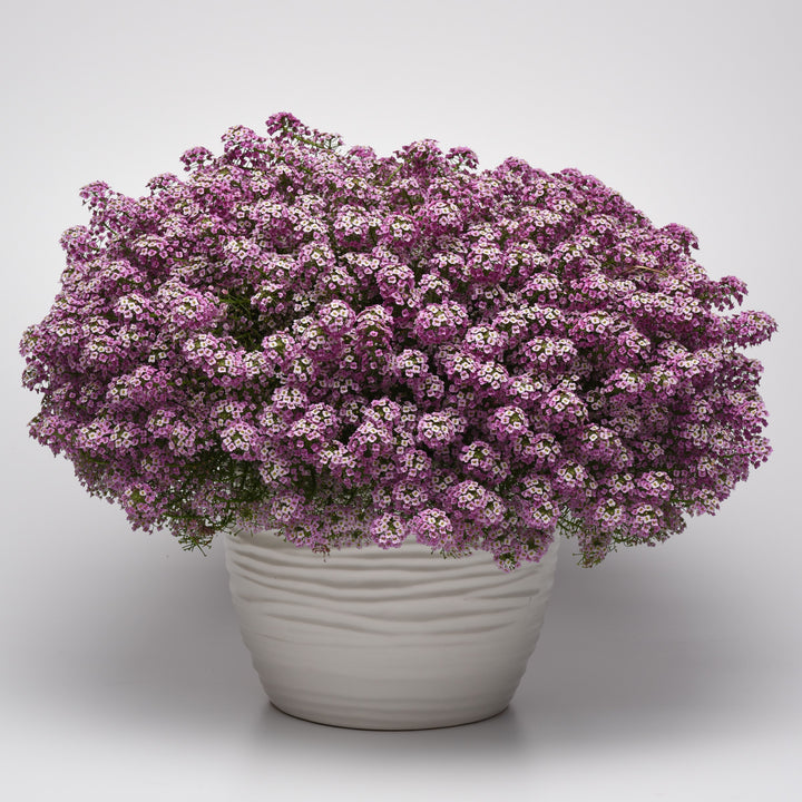 Lobularia maritimum 'Balbeezink' ~ Easy Breezy™ Pink Lobularia-ServeScape