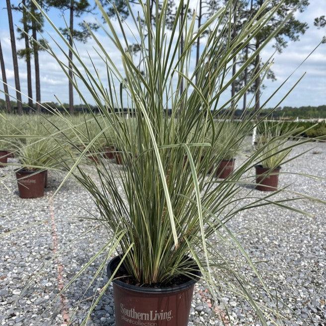 Lomandra longifolia ‘Roma13’ ~ Platinum Beauty® Matt Rush-ServeScape