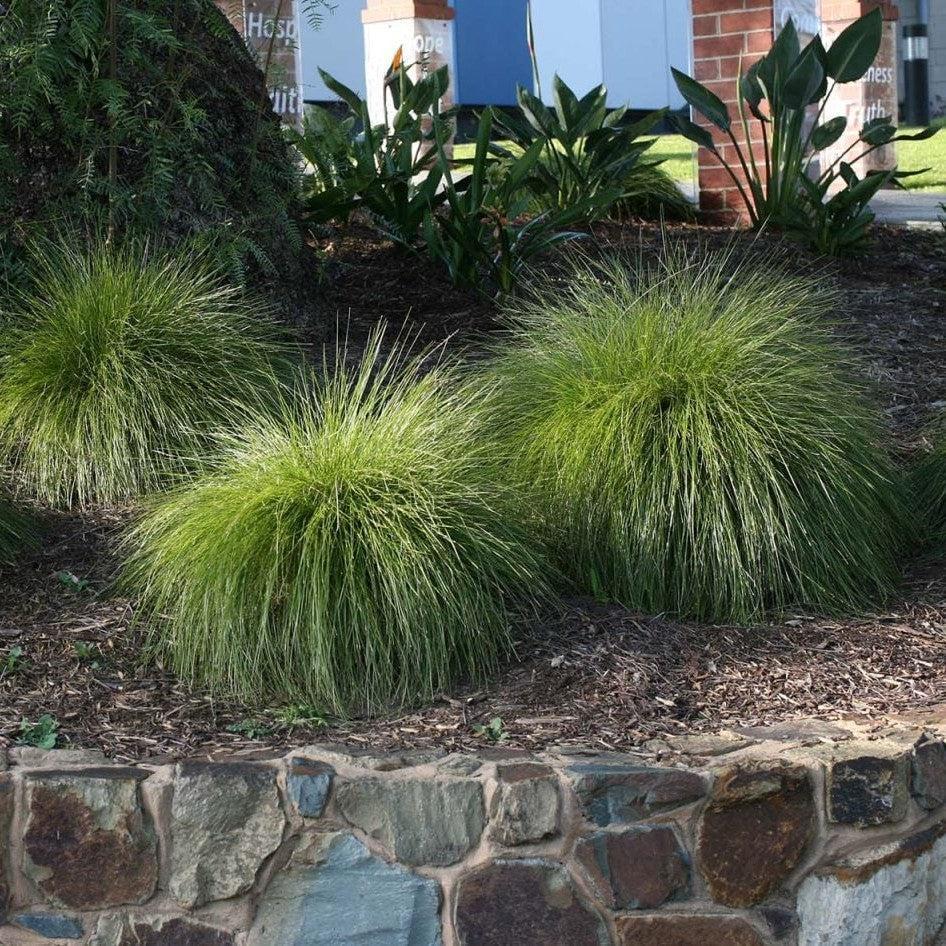Lomandra confertifolia 'Mislimra' ~ Leading® Lime Mist™ Lomandra-ServeScape